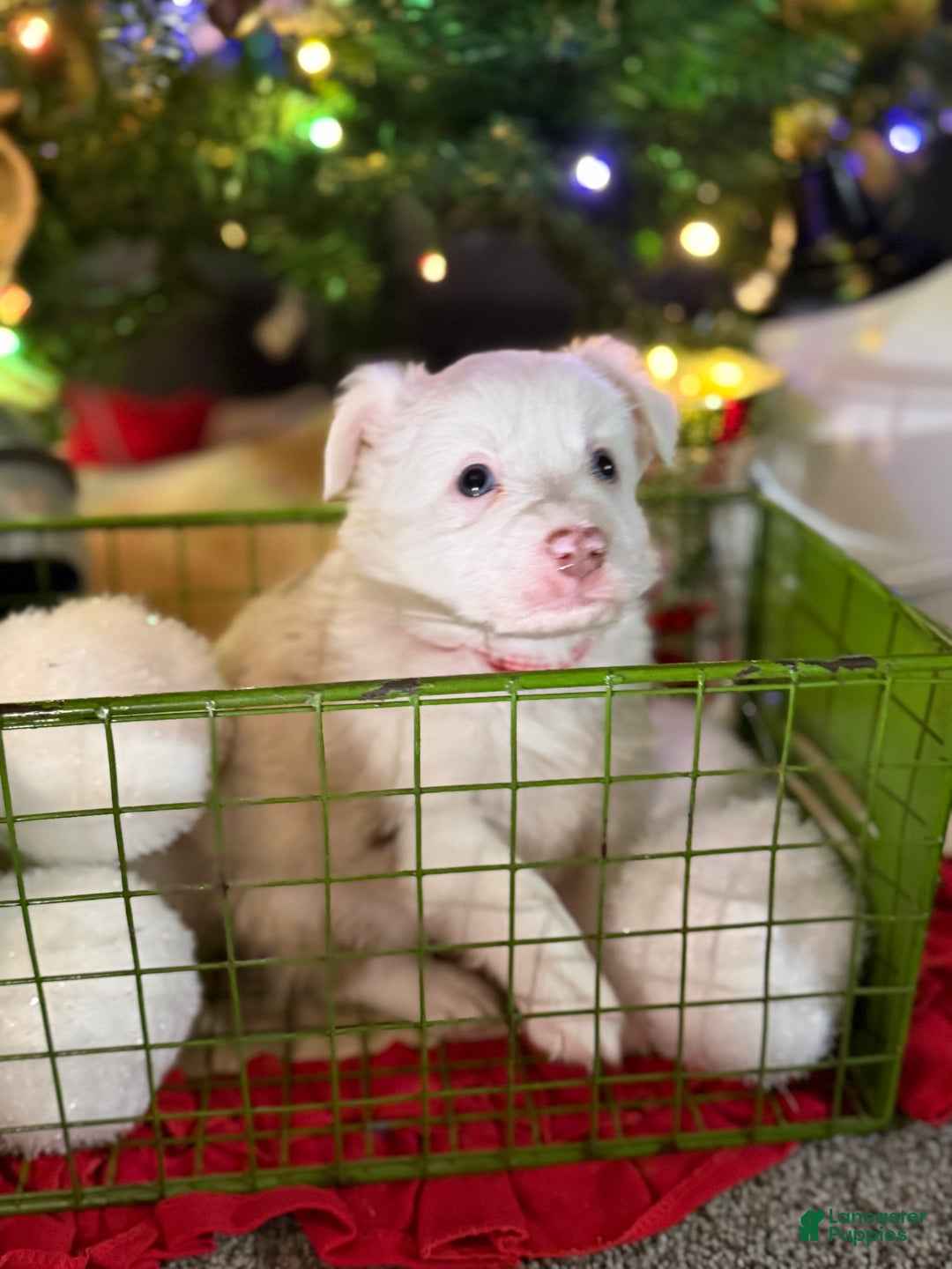 Miniature Australian Shepherd dogs for sale: RED - Ad 4