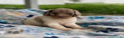 Standard Poodle dogs for sale: Maple - Ad 7