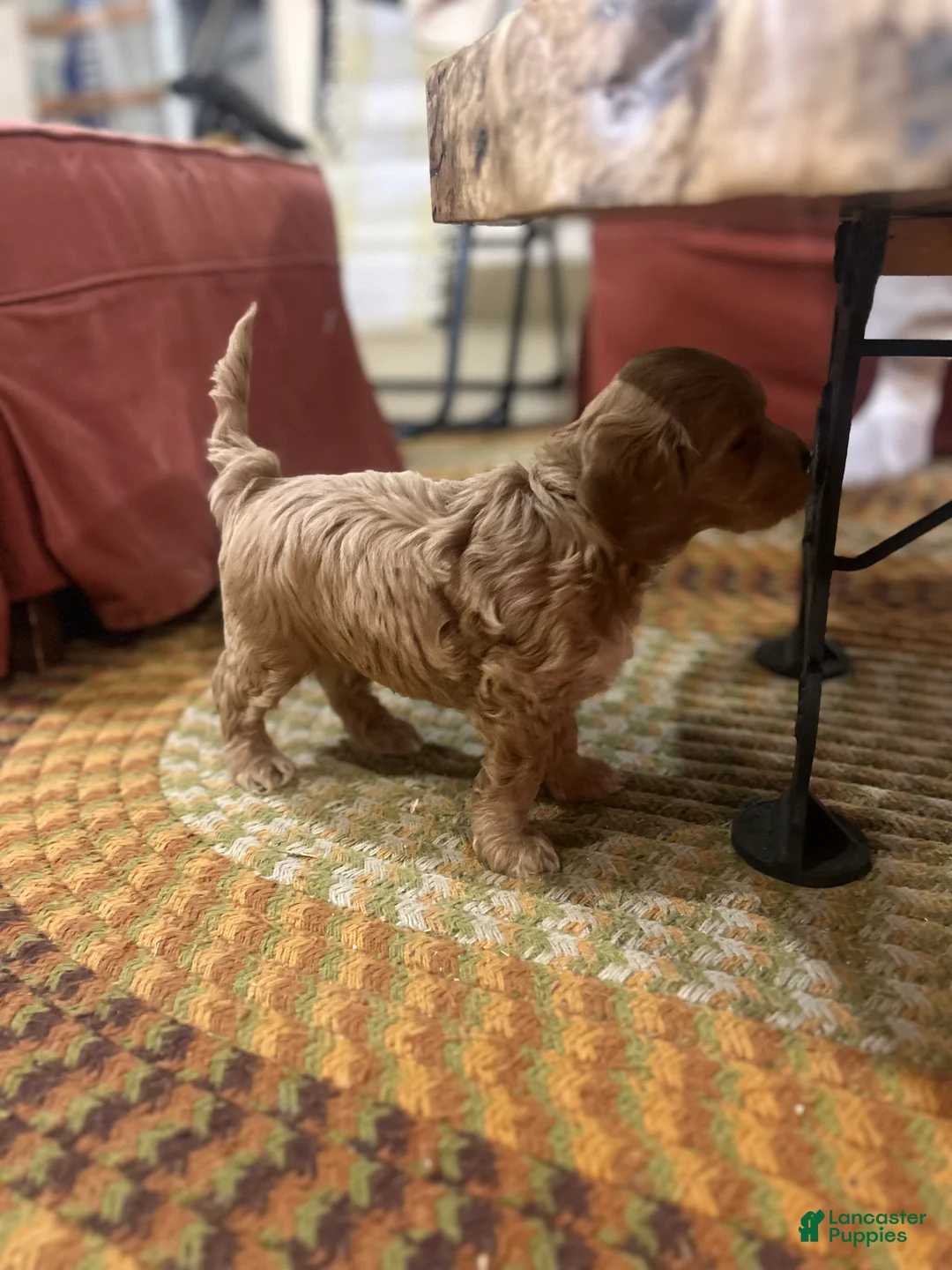 Cockapoo dogs for sale: Chip  - Ad 4