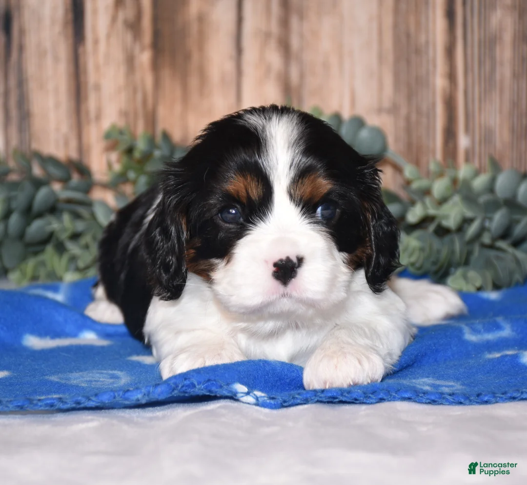 Cavalier King Charles Spaniel dogs for sale: Drax - Ad 1