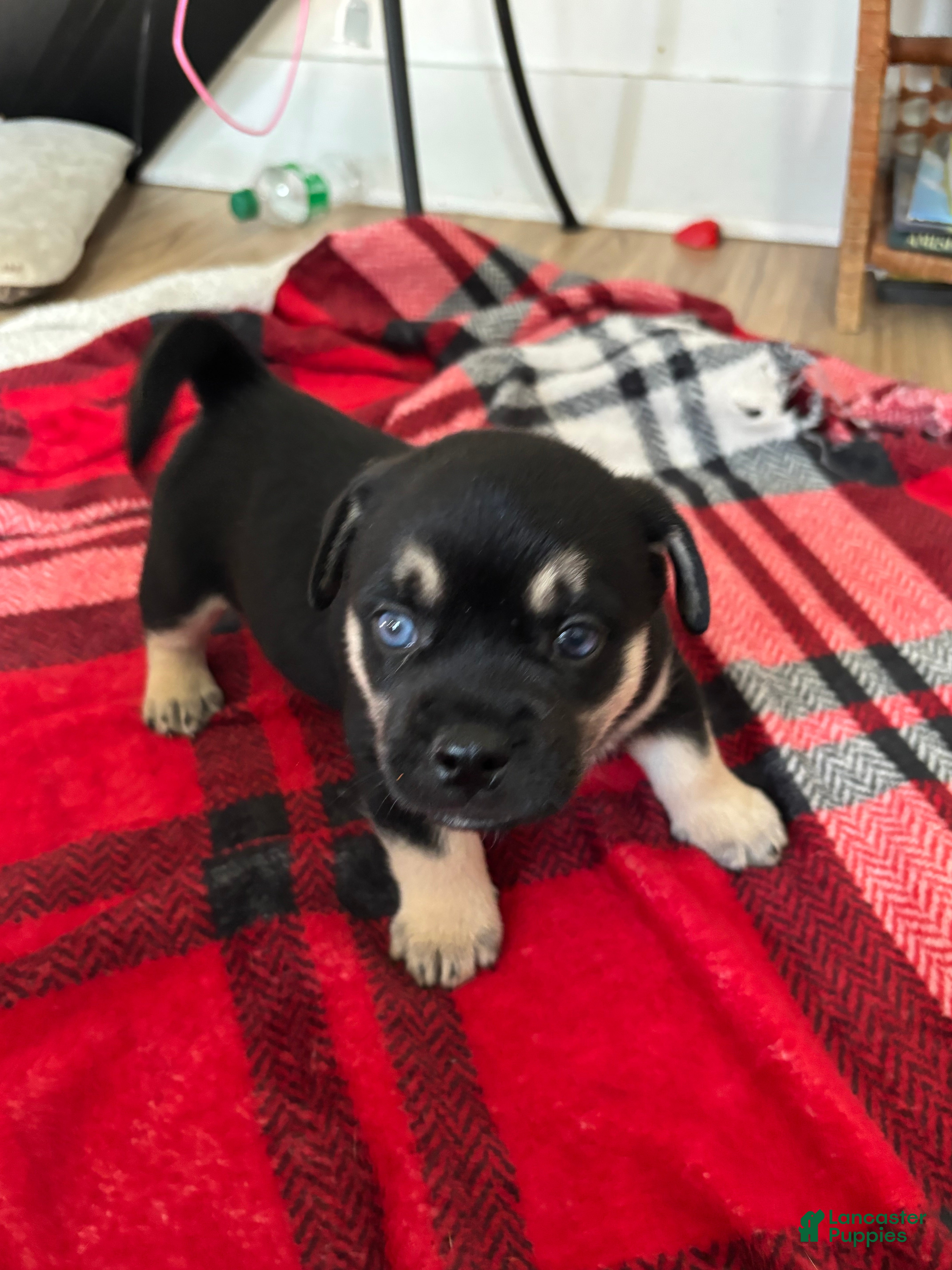 Mixed Breed dogs Shadow  - Ad 1