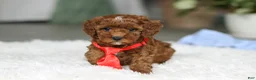 Cavapoo dogs for sale: Bear - Ad 4