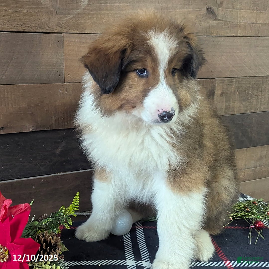 Mixed Breed dogs for sale: Benson - Ad 3