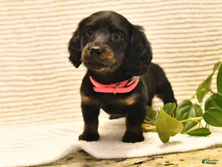 Miniature Dachshund dogs for sale: Missy - Ad 2