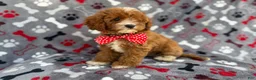 Cavapoo dogs for sale: Leo - Ad 5
