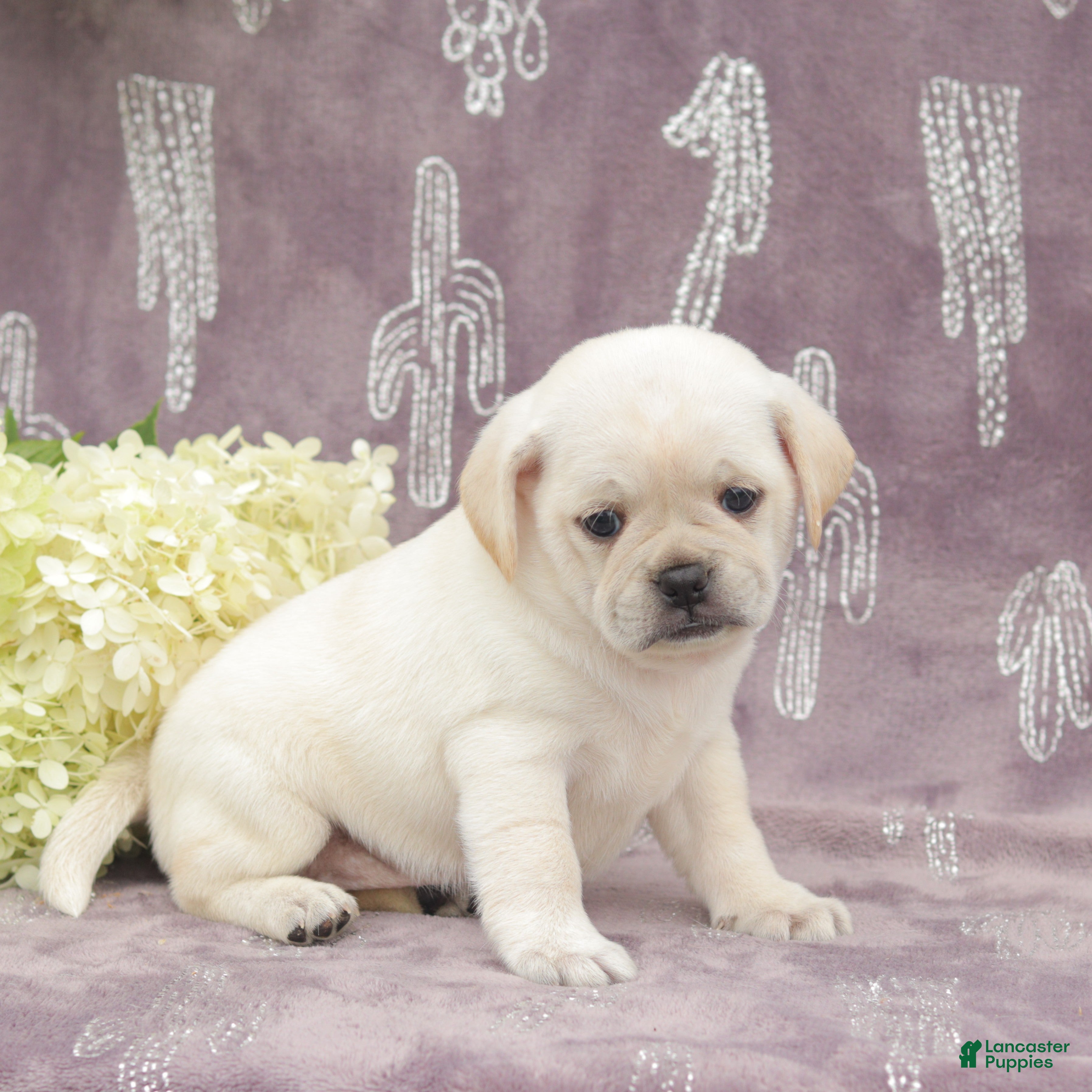 Puggle dogs Roxy - Ad 1