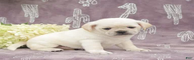 Roxy