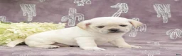 Puggle dogs for sale: Roxy - Ad 1