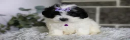 Maltipoo dogs for sale: Gwen - Ad 11