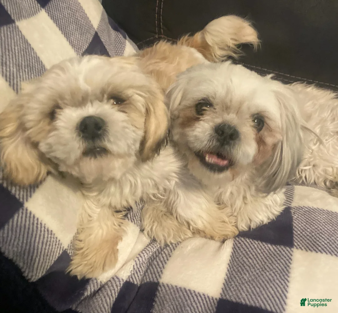Shih Tzu dogs for sale: Shih Tzu Puppy 5 - Ad 2