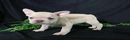 French Bulldog dogs for sale: Lenny - Ad 4