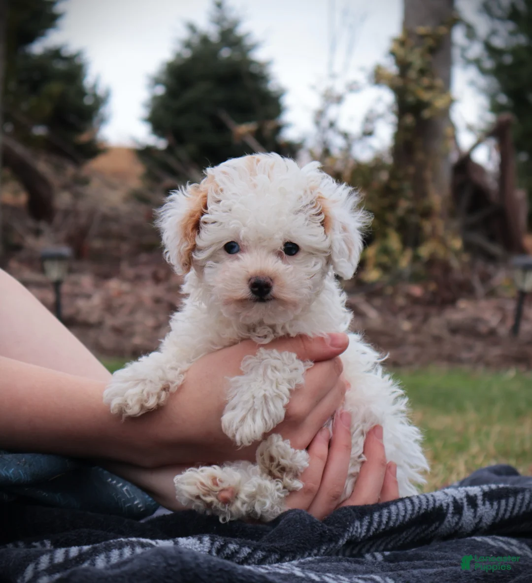 Toy Poodle dogs for sale: Paris - Ad 1