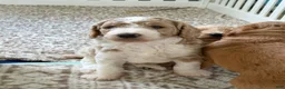 Goldendoodle dogs for sale: Peanut - Ad 2