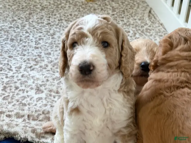 Goldendoodle dogs for sale: Peanut - Ad 2