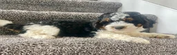 Mini Bernedoodle dogs for sale: Baylor - Ad 3