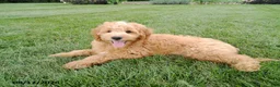 Mini Goldendoodle dogs for sale: Scooter - Ad 3