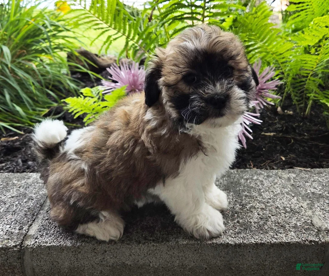 Teddy Bear dogs for sale: Tommy - Ad 1
