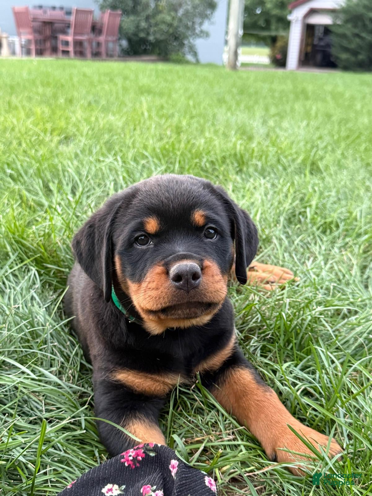 Rottweiler dogs Jasper - Ad 2