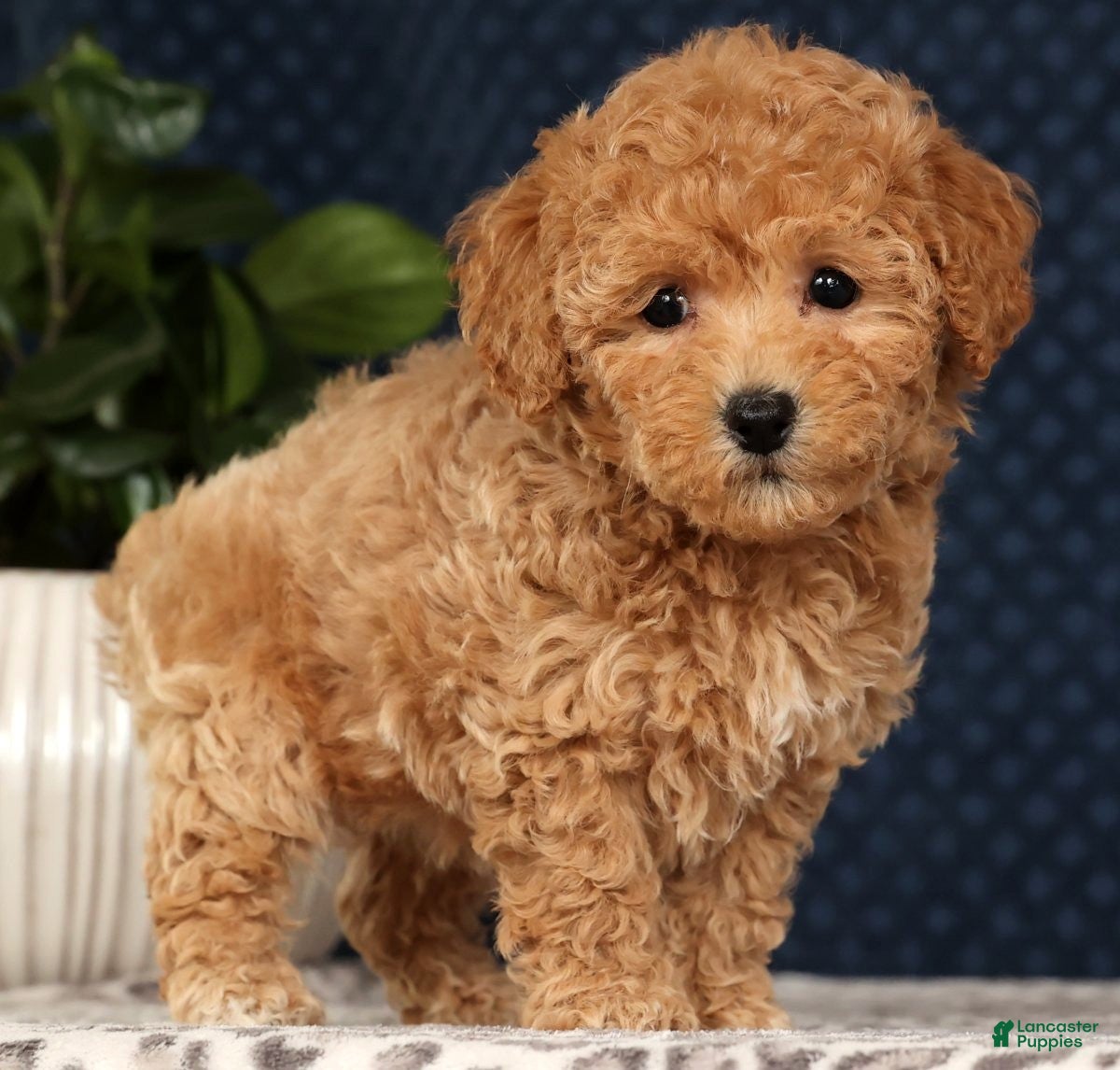Bichpoo dogs Rosie - Ad 39