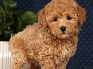 Bichpoo dogs Rosie - Ad 24