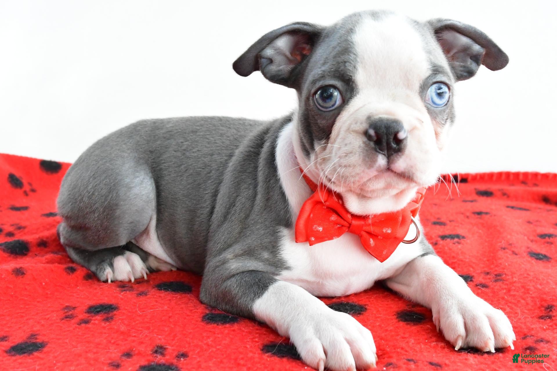 Boston Terrier dogs Issac - Ad 1
