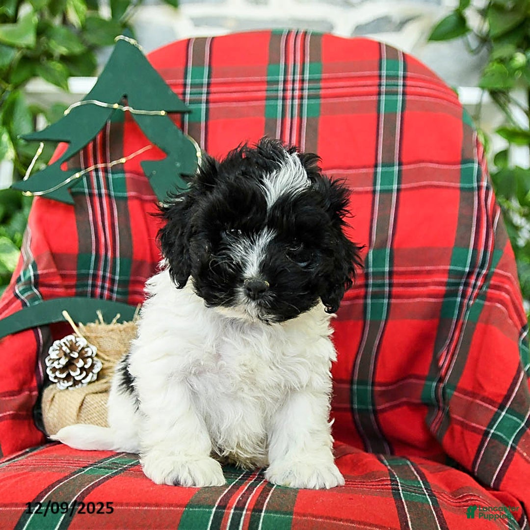 Cockapoo dogs for sale: Scooter - Ad 2