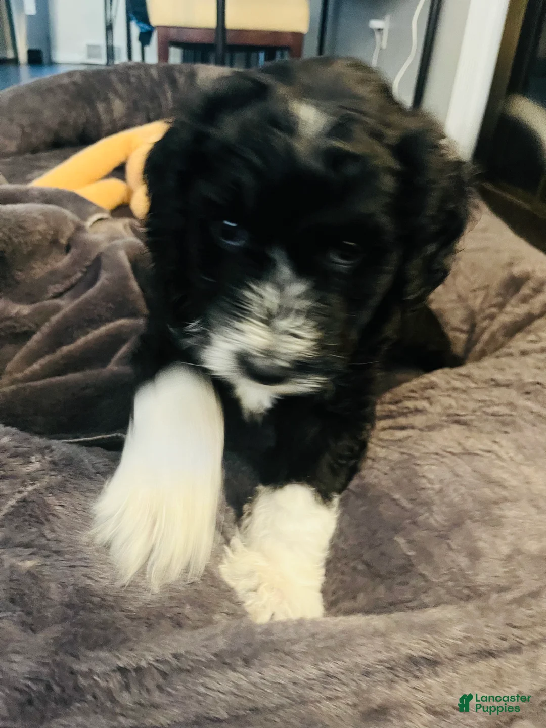 Aussiedoodle dogs for sale: Scarlet  - Ad 4