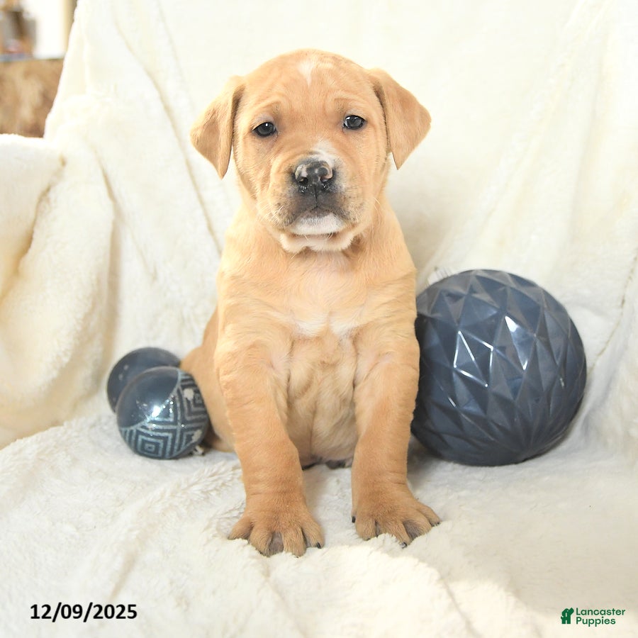Mixed Breed dogs Maxwell - Ad 12