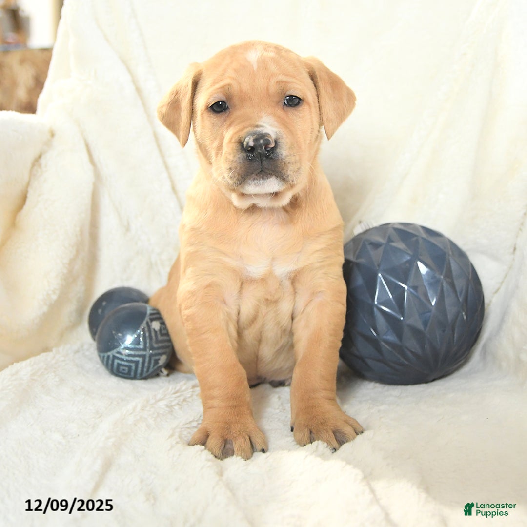 Mixed Breed dogs for sale: Maxwell - Ad 1
