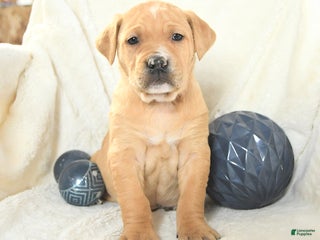 Mixed Breed dogs Maxwell - Ad 12