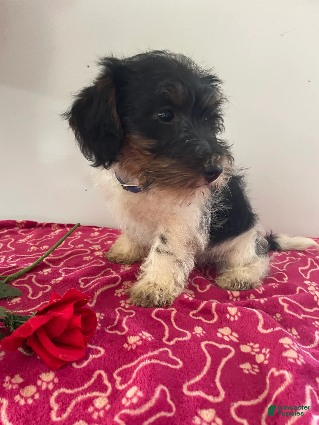 Jackapoo dogs for sale: Jack - Ad 2