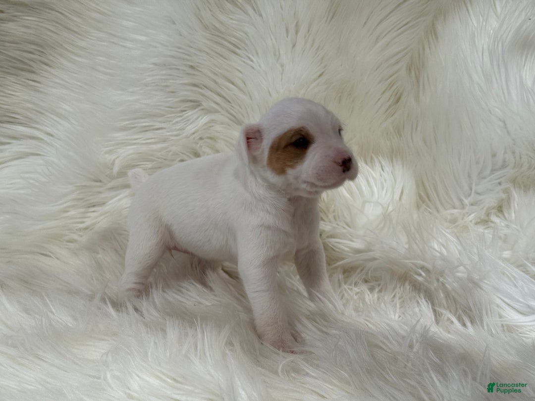 Jack Russell Terrier dogs for sale: Taylor Puppy 1 - Ad 2