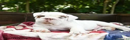Olde English Bulldogge dogs for sale: Steffy - Ad 4