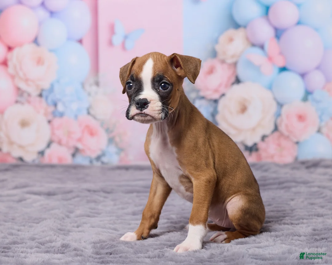 Boxer dogs for sale: Bella - Ad 2