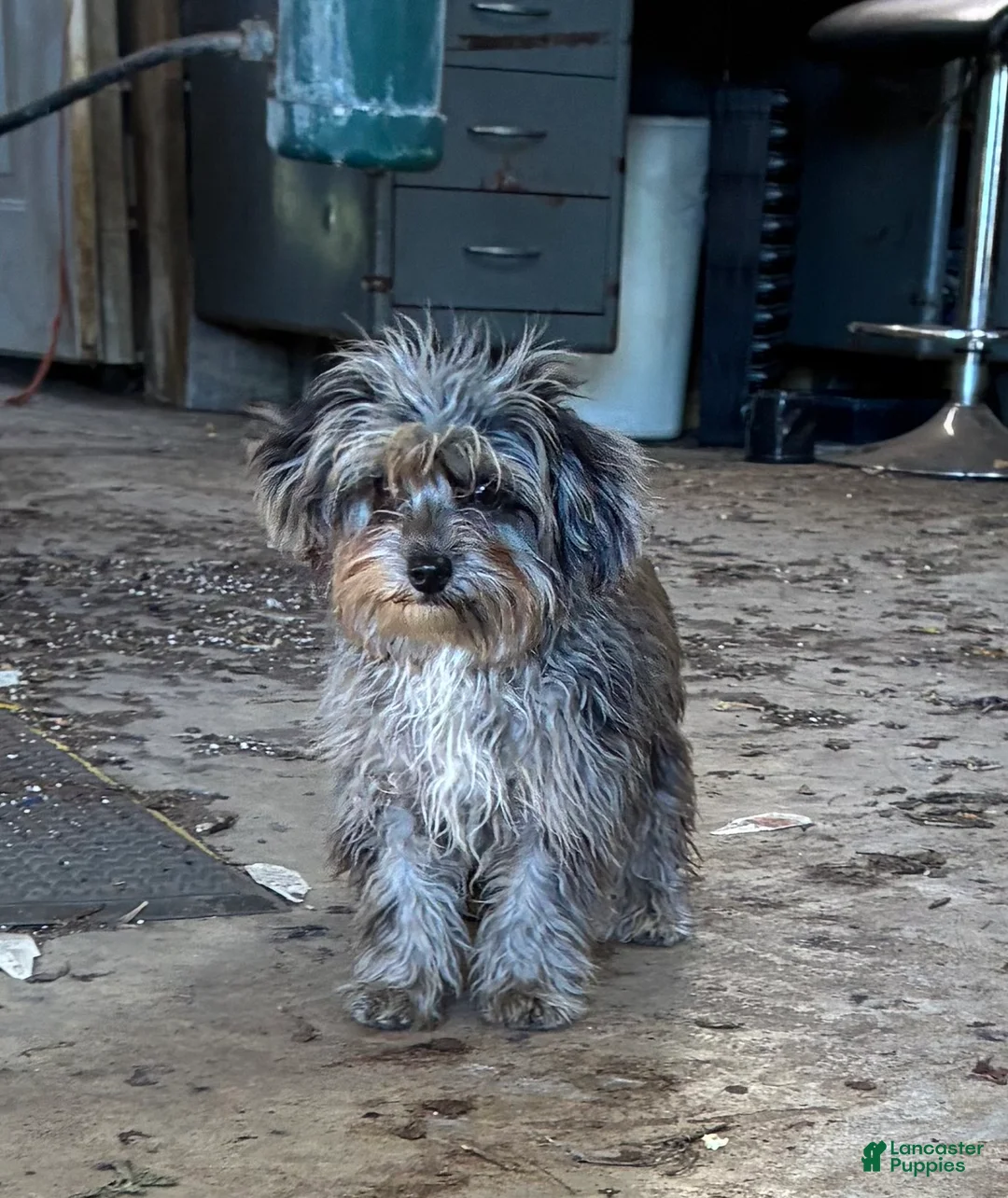 Chipoo dogs for sale: Max - Ad 1