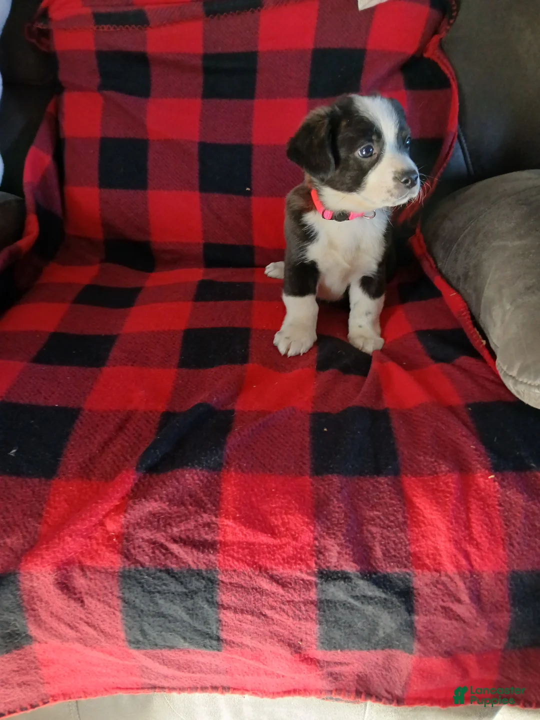Boston Terrier dogs for sale: Boston Terrier Puppy 5 - Ad 2