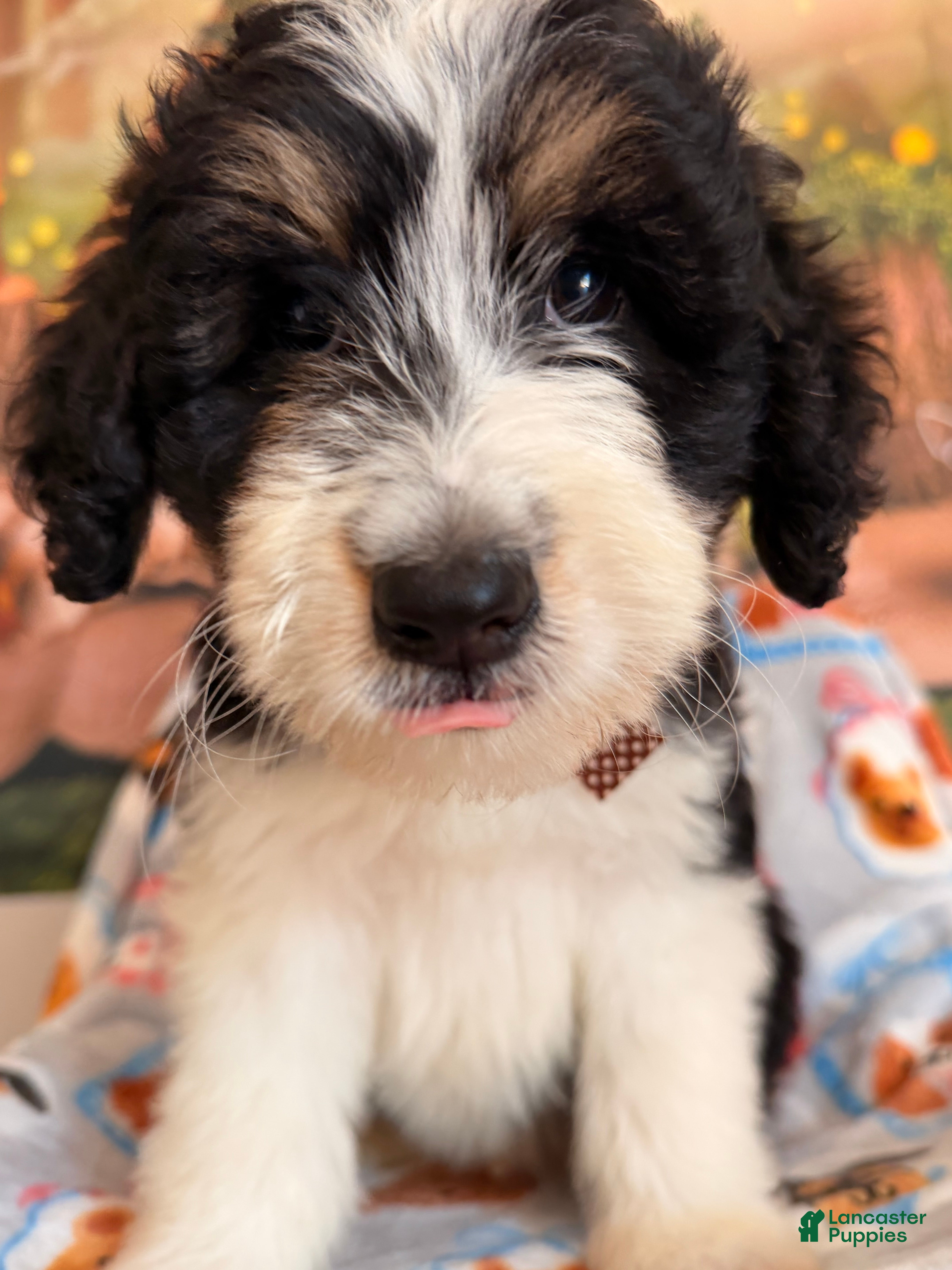 Aussiedoodle dogs Tuxedo - Ad 1