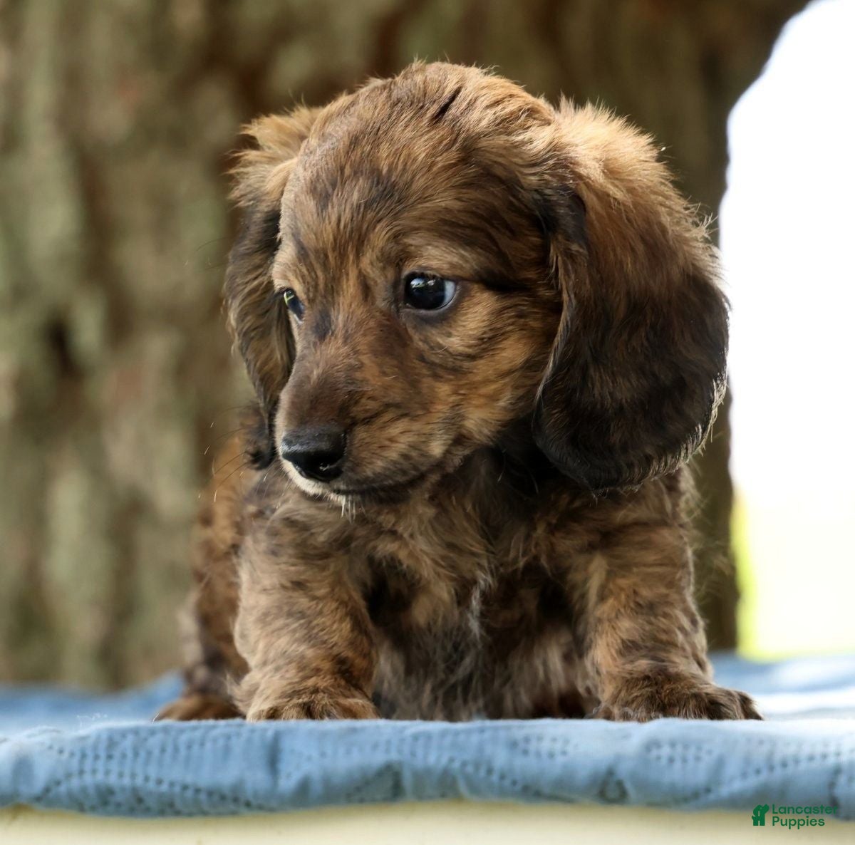 Miniature Dachshund dogs Josh - Ad 2