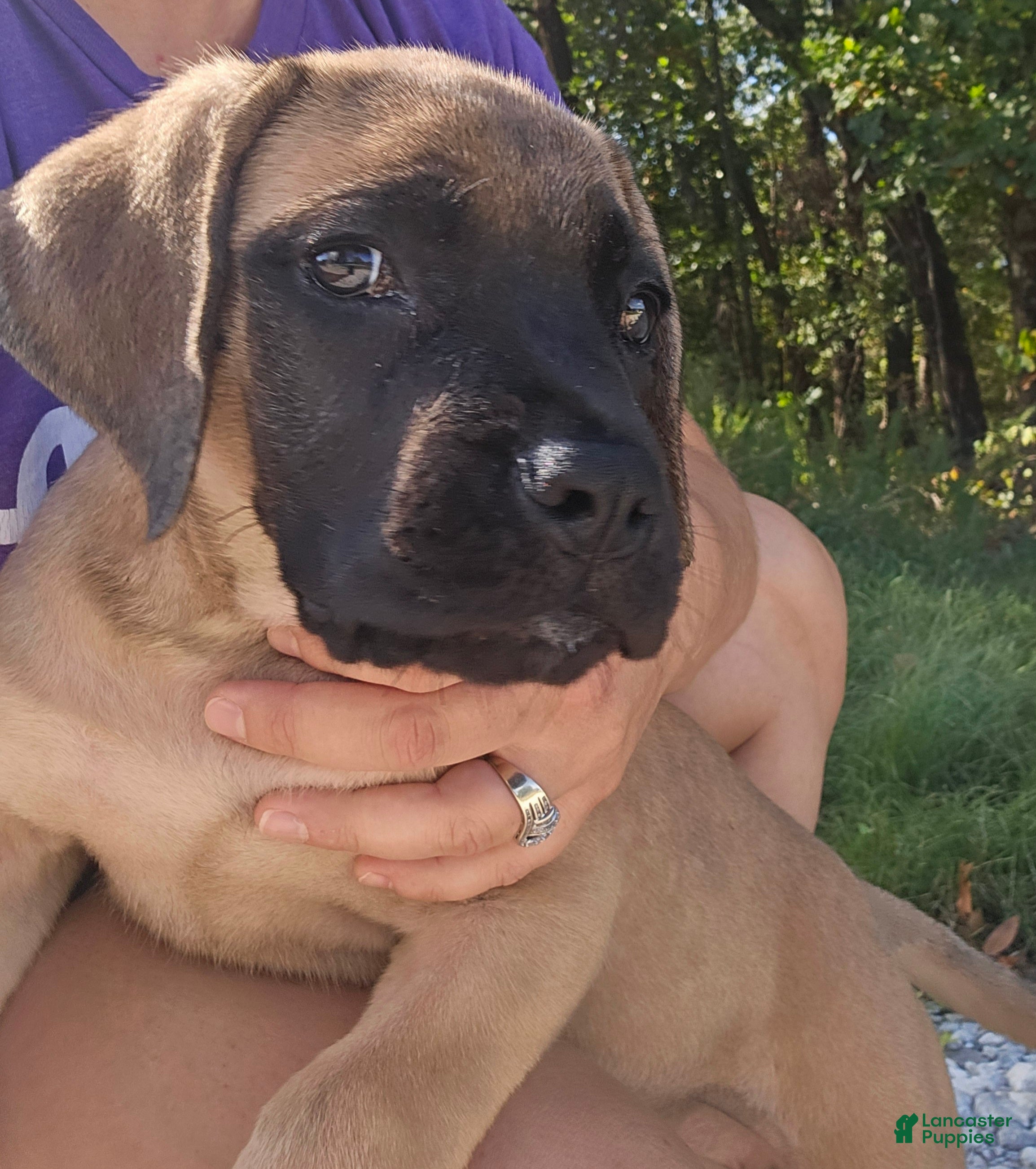 English Mastiff dogs English Mastiff Eve - Ad 1