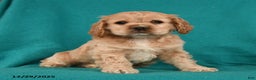 Cocker Spaniel dogs for sale: Charlie - Ad 2