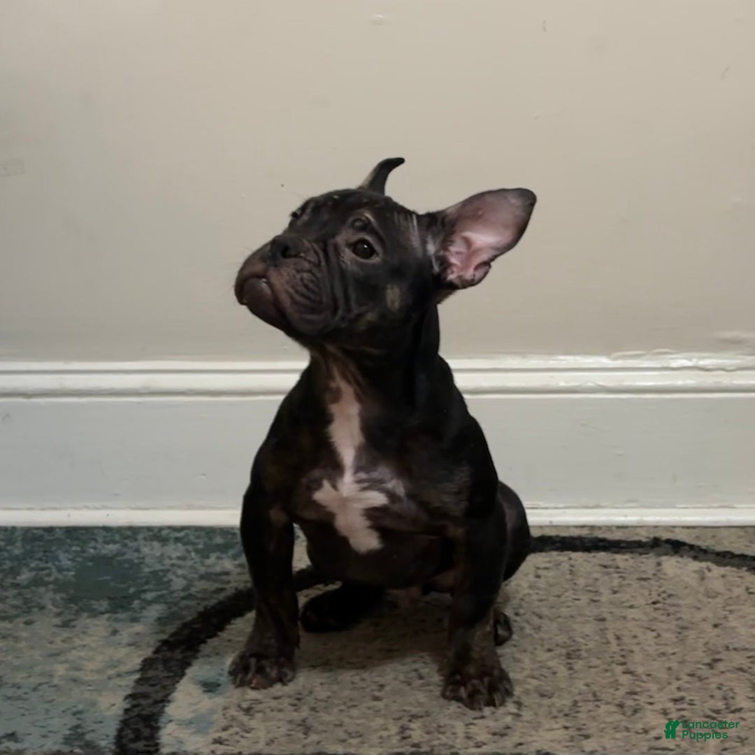 American Bully dogs for sale: American Bully Puppy 1 - Ad 3