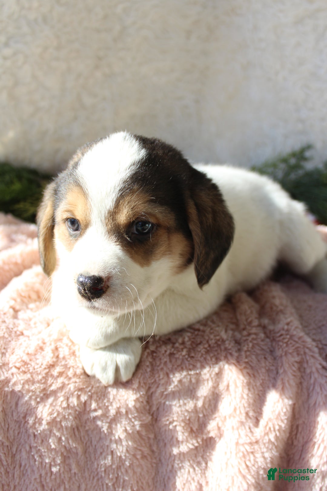 Mixed Breed dogs for sale: Abby - Ad 6
