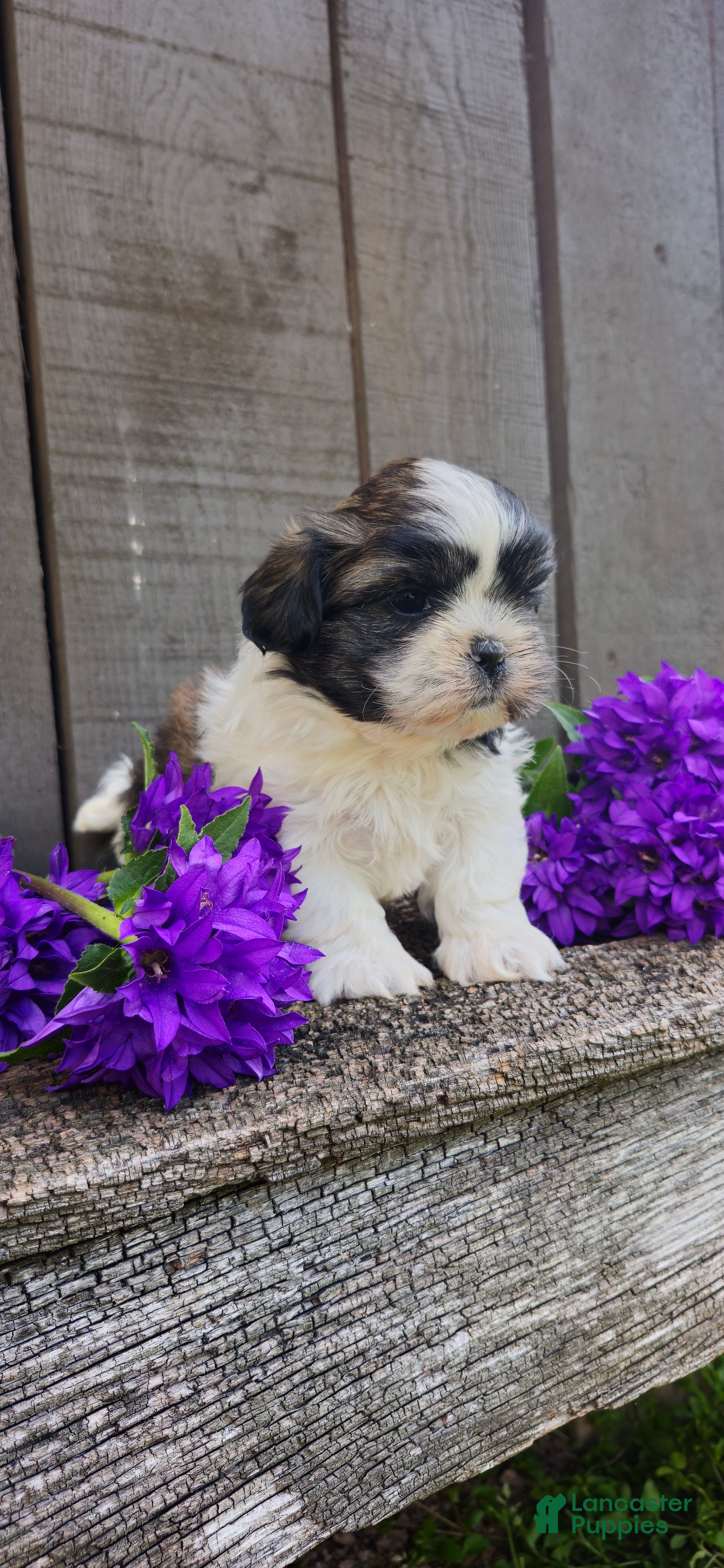 Teddy Bear dogs Buster - Ad 2