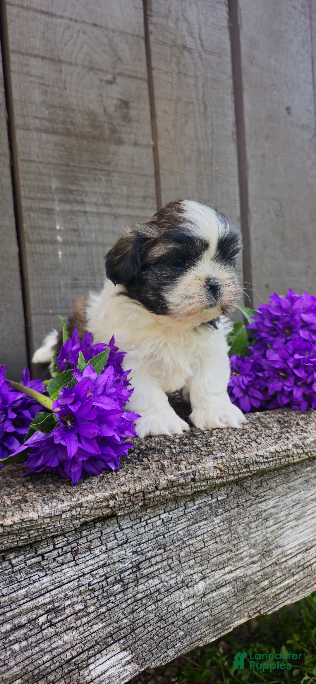 Teddy Bear dogs for sale: Buster - Ad 2