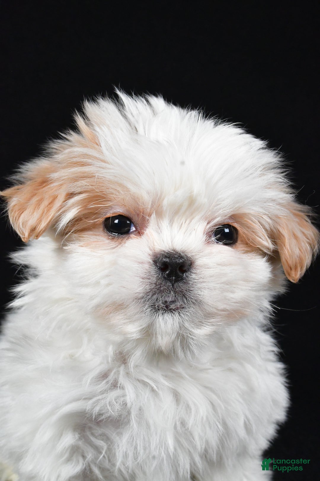 Malshi dogs for sale: Kylie - Ad 9