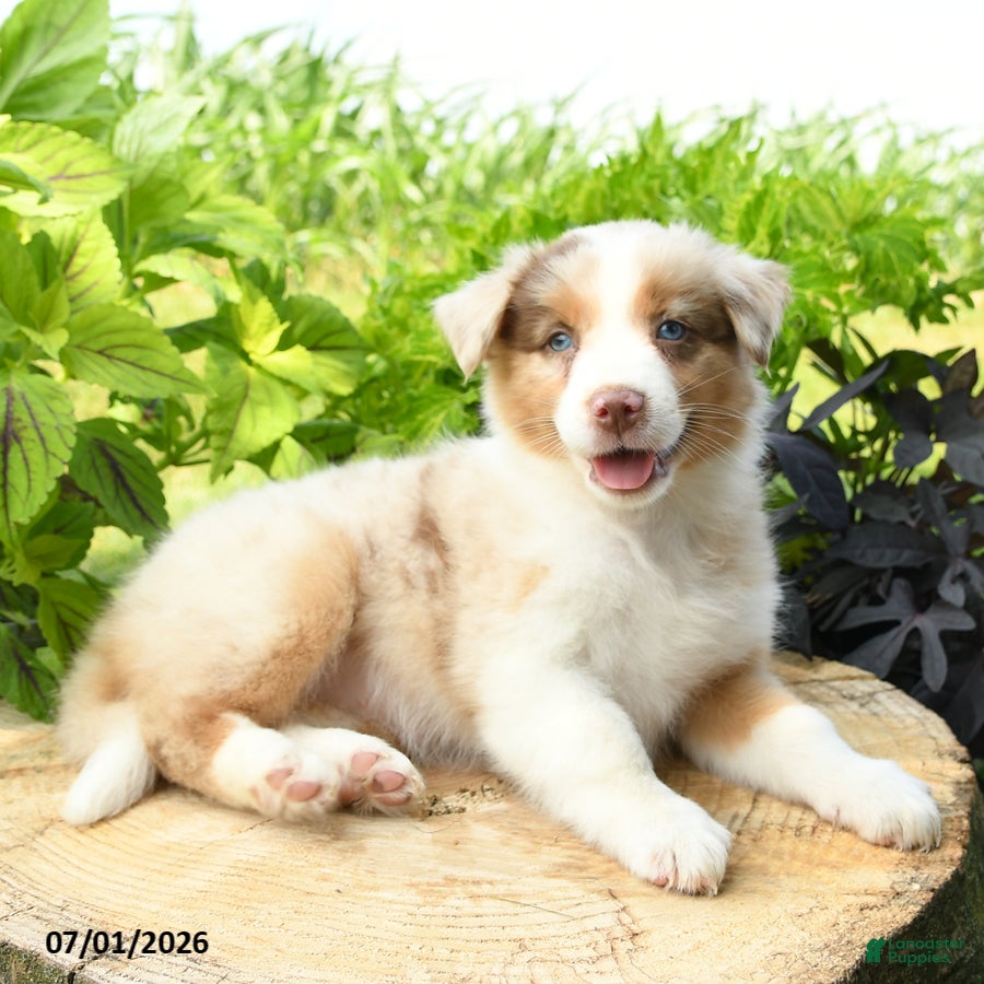 Australian Shepherd dogs Tiana - Ad 1