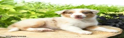 Australian Shepherd dogs for sale: Tiana - Ad 1