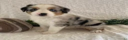 Australian Shepherd dogs for sale: Ruby - Ad 1