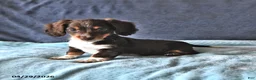 Miniature Dachshund dogs for sale: Rocky - Ad 4