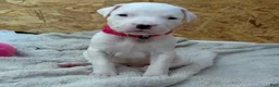 Dogo Argentino dogs for sale: Neon pink collar female - Ad 7